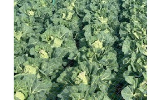 【ふるさと納税】 海洋深層水で育った甘くて柔らかい 三浦の春キャベツ 金系201 5個 ～ 8個 キャベツ 春キャベツ 野菜 甘み 甘味 あまい 海洋深層水 季節の野菜 旬のやさい 三浦野菜 期間限定 藤平農園 神奈川県 三浦市 おすすめ ランキング プレゼント ギフト