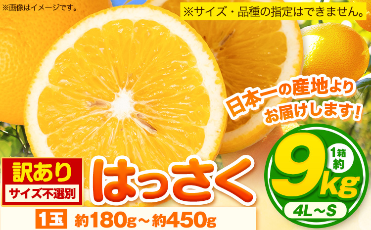 訳あり サイズ不選別 早生･晩生指定不可 はっさく 約9kg (4L~Sサイズ)《2026年2月上旬-3月中旬頃出荷》和歌山県 紀の川市 八朔 柑橘 果物 フルーツ ご家庭用 ビタミンC 果肉 みかん 王国よりお届け!（F-2）
