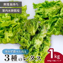 【ふるさと納税】＜洗わず食べられる・室内水耕栽培＞ 3種のレタス 各500g×2パック 1kg | レタス フリルレタス グリーンリーフ グリーンオーク 減農薬 新鮮 オーガニック野菜 室内栽培 清潔 野菜直送 フレッシュ サラダ用 健康志向 産地直送 緑黄色野菜 埼玉県 東松山市