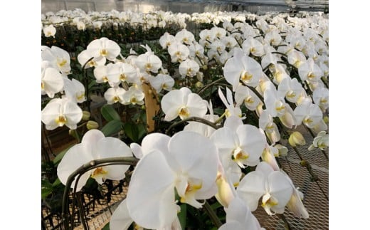 中村洋ランの胡蝶蘭　大輪　3本立ち　白 ／ お花 生花 愛知県 産地直送 田原市 渥美半島