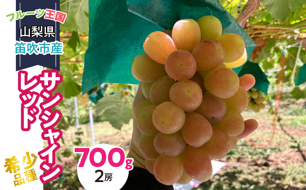 
            ＜25年発送先行予約＞山梨県産 希少品種 サンシャインレッド 700g （２房）231-002
          