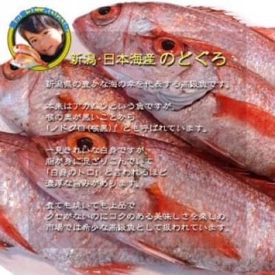 ふるさと納税 新発田市 【鮮度抜群】真空冷凍　日本海産ノドグロ 1尾(約1kg以上) |  | 01
