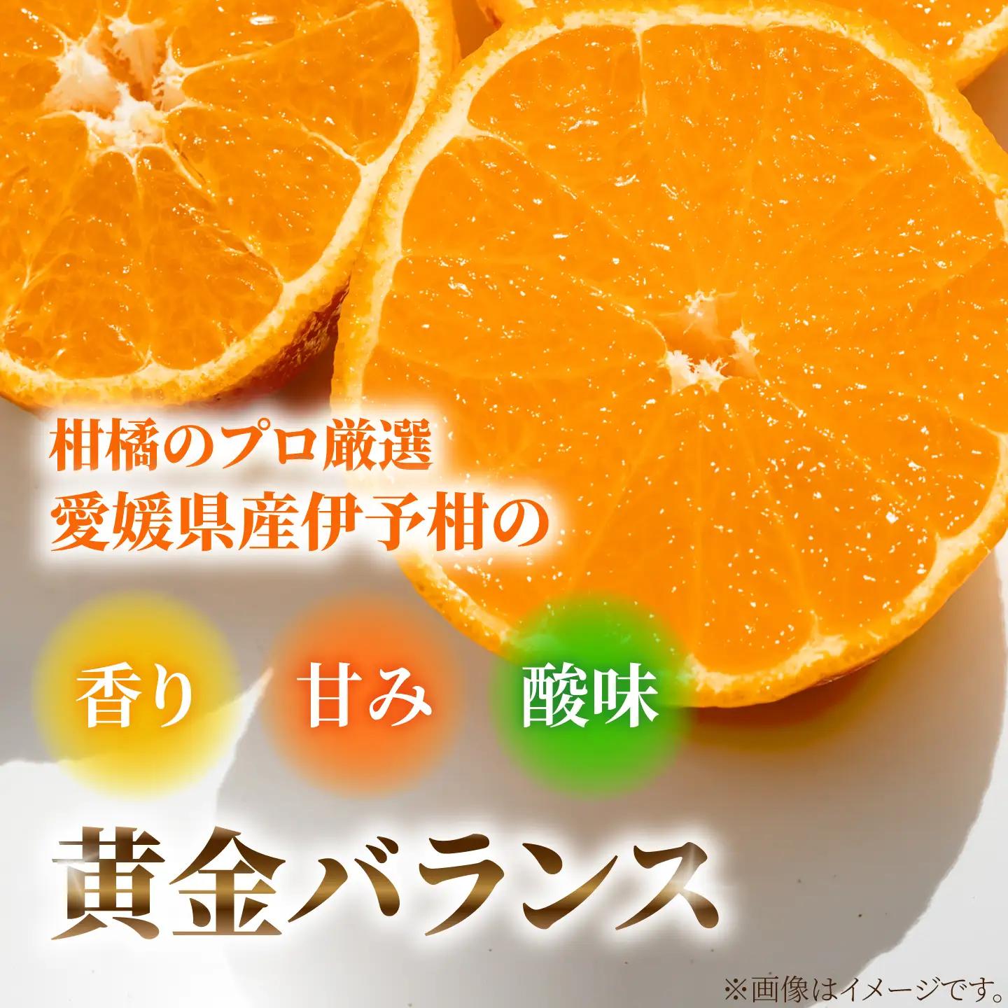 ゼリー 寒づくり伊予柑ゼリー詰め合わせ 12個セット / 伊予柑 ゼリー セット ギフト 詰め合わせ 愛媛産 柑橘 フルーツ スイーツ / 愛媛県砥部町/えひめ中央農業協同組合[BJCG009]