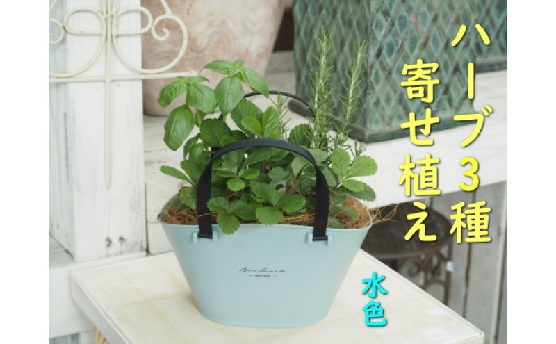 
ハーブ 寄植え 摘み取って使う 新鮮 ハーブ 3種の寄せ植え プラ鉢 水色
