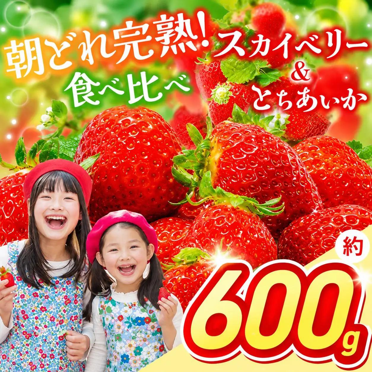 【先行予約】スカイベリー＆とちあいか 食べ比べ 300g×2 | 栃木県 那珂川町 
