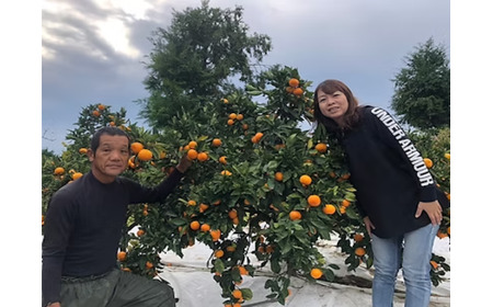 まちなが家族農園の小玉みかん 3.5kg みかん ミカン 蜜柑 たらみかん 太良みかん 温州みかん 完熟みかん 甘熟 柑橘 国産 佐賀県産 太良町 こだわり 有機栽培 産地直送 贈答品 詰め合わせ 極