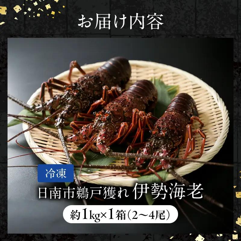 ≪ 期間限定・数量限定 ≫ 伊勢海老 約1kg (2～4尾) 伊勢えび イセエビ 海鮮 海産物_I34-26