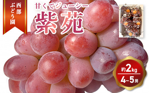 
            西部ぶどう園 紫苑 4～5房 約2kg 葡萄 フルーツ 果物
          