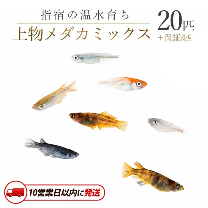 10営業日以内に発送 温水育ち 上物メダカミックス20匹 otofarm IB148-001  ※北海道・沖縄・離島配送不可※メダカ メダカ