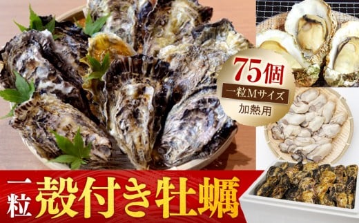
【一粒殻付き牡蠣】Mサイズ75個《加熱用》
