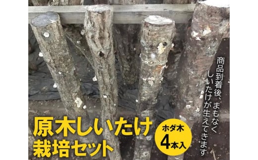 原木しいたけ栽培セット・ホダ木4本入り ※離島への配送不可 | しいたけ シイタケ 椎茸 栽培キット 木 栽培 実験 観察 夏休み 宿題 冬休み 春休み 収穫 簡単 おいしい 便利 手軽 自由研究 _DR05