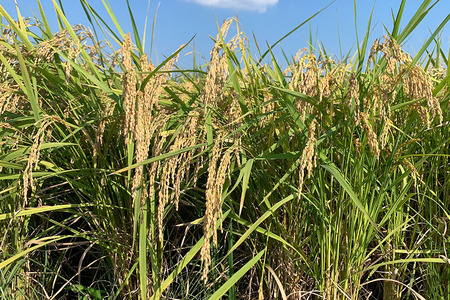 【令和7年産】獅子米 ゆうだい21 玄米30kg （精米可）岡田ファーム あなたが選ぶ日本一おいしい米コンテスト 最優秀金賞 受賞 お米 米 おこめ ブランド米 30キロ 国産 単一原料米 コメ こめ
