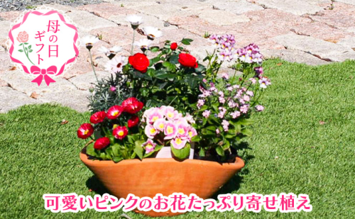 【母の日 ギフト】可愛いピンクのお花たっぷりの 寄せ植え（舟形Mサイズ）1個（オンライン決済限定） 植物