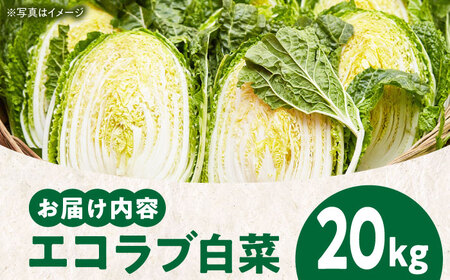 【先行予約】【11月中旬より順次発送】愛情つまった エコラブ白菜 約20kg（約10kg×2箱）　愛媛県大洲市/沢井青果有限会社 [AGBN040]白菜はくさい野菜白菜はくさい野菜白菜はくさい野菜白菜