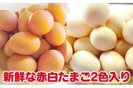 ひまわりたまご紅白セット　半年セット※破卵補償