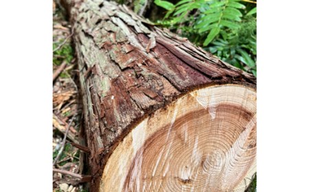 宿毛産丸太【ヒノキ】（20cm×35cm-） ヒノキ