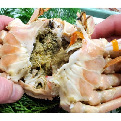 松葉ガニの本場・兵庫県新温泉町　とれたて　訳あり・松葉ガニ(釜茹で・冷蔵)　1～3枚入【配送不可地域：離島・北海道・沖縄県・東北】