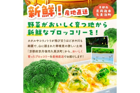 【先行予約】もりもり！ブロッコリー 約2kg（2025年11月中旬～発送）