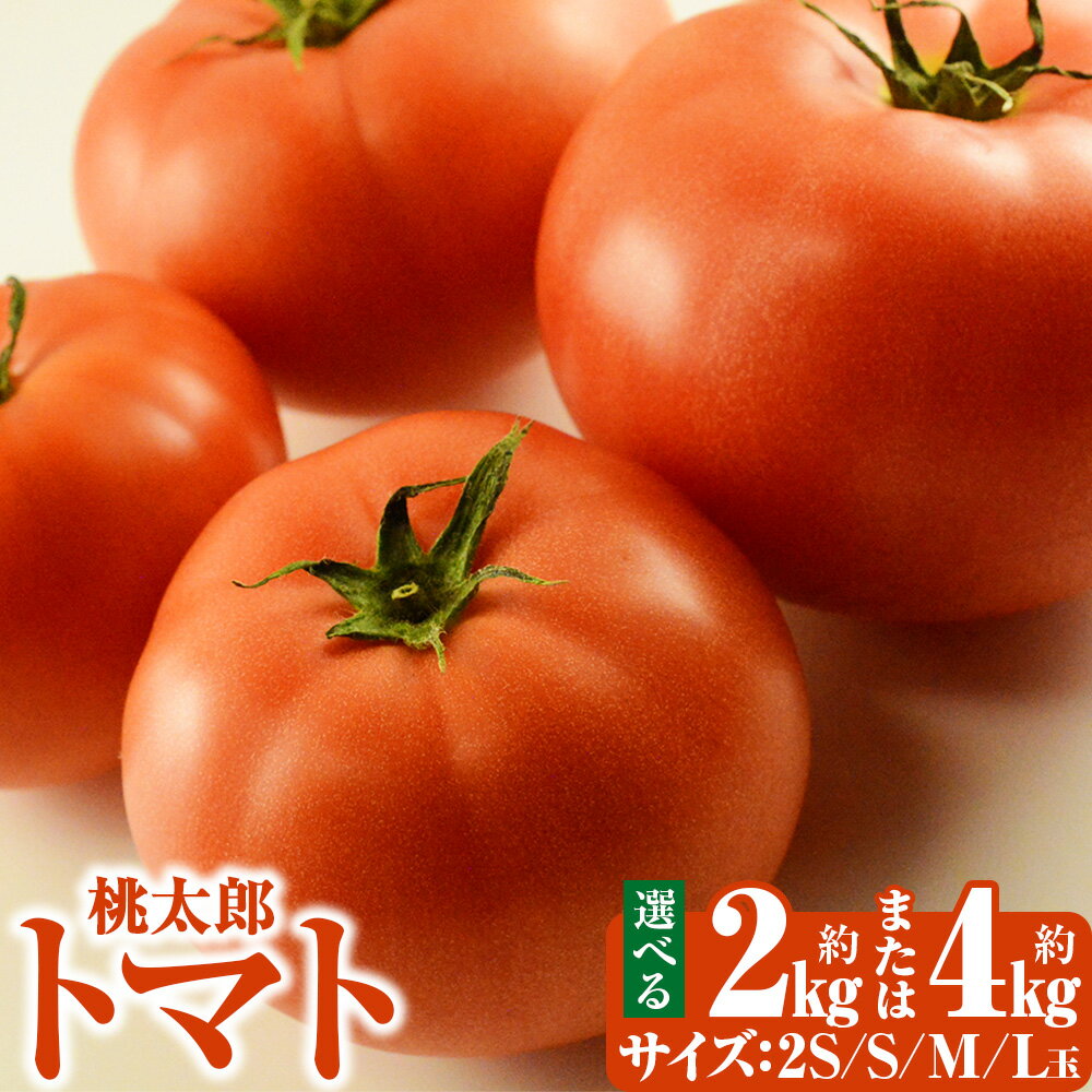 【ふるさと納税】＜選べるサイズ・内容量＞桃太郎トマト 2S玉 / S玉 / M玉 / L玉 約2kg / 約4kg トマト とまと 野菜 やさい 甘味 酸味 旨味 山梨県産 国産 山梨県 中央市 送料無料 【2026年5月上旬～6月下旬発送予定】