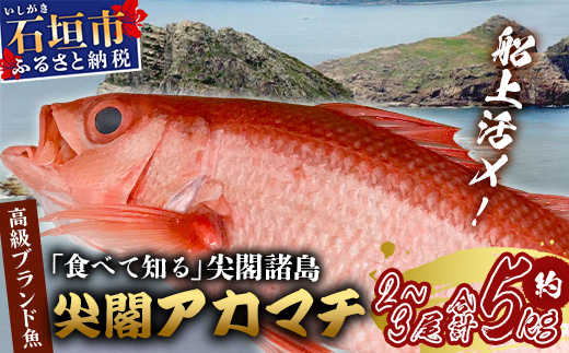 【予約受付】【3月以降順次発送】高級ブランド魚 尖閣赤マチ 2～3尾 合計約5kg 下処理済【沖縄三大高級魚】尖閣諸島 刺身 焼魚 煮物 鮮魚 冷凍 ムニエル 天然 洋食 和食 白身魚 高級魚 GK-1