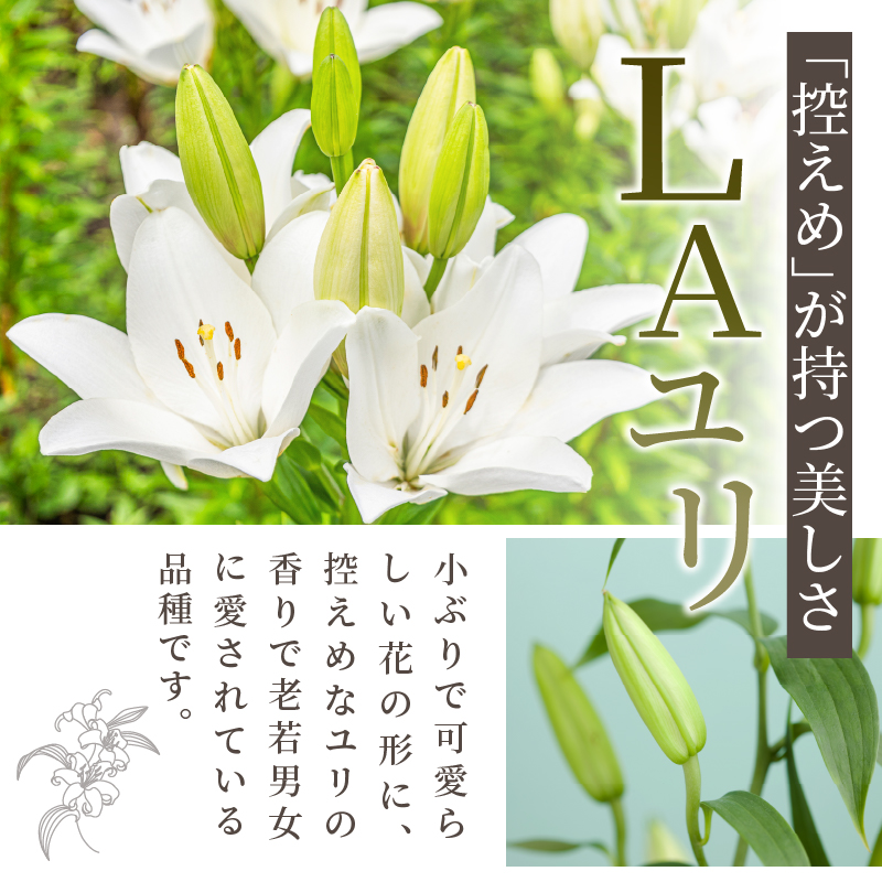 【2週間以内発送】≪期間限定≫LA ユリ(白) 約15本_T045-0041【生花 切花 百合 国産 人気 ギフト 花 花束 生花 植物 鑑賞用 贈り物 お土産 送料無料 プレゼント】