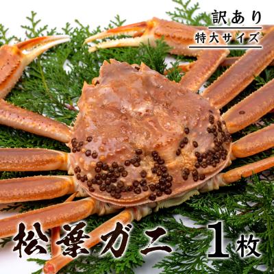 ふるさと納税 鳥取市 【訳あり】 松葉ガニ(ボイル)  800g級 特大サイズ(さんチョク)