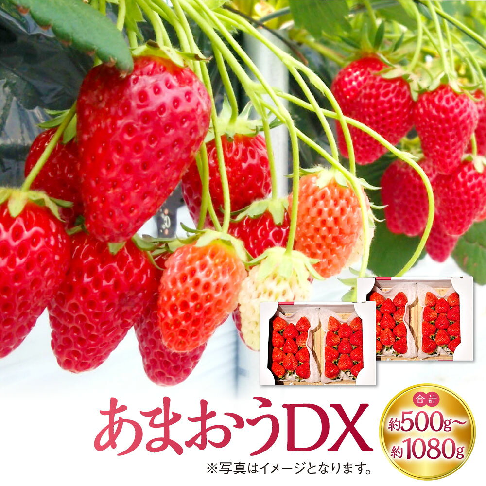 【ふるさと納税】【選べる内容量】あまおうDX 合計 約500g～合計 約1080g いちご あまおう 苺 イチゴ ストロベリー フルーツ 果物 冷蔵 福岡県 岡垣町 送料無料 【2027年2月上旬～4月下旬発送予定】