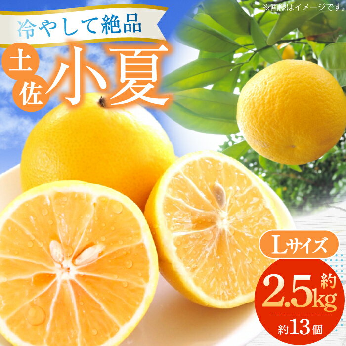【ふるさと納税】【申込は6月下旬頃まで】土佐小夏約2.5kg 13個前後 Lサイズ /高知 小夏 コナツ こなつ 果物 柑橘 フルーツ【フルーツショップオザキ】 [ATAH002]