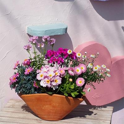 ふるさと納税 朝倉市 可愛いピンクのお花たっぷりの寄せ植え(舟形Mサイズ)×1鉢