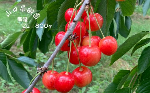 8-020-009　山口さんちのさくらんぼ 南陽（2L）800g