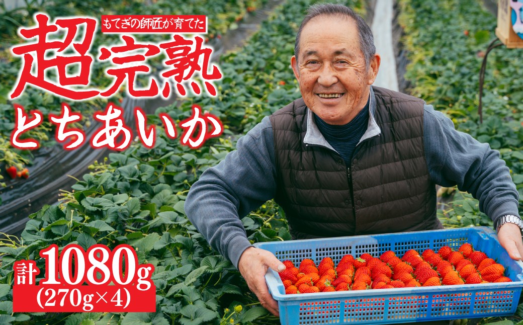 
            【先行受付：選べる発送月】いちご「茂木完熟いちご」師匠が育てた朝採れとちあいか  レギュラーサイズ 約270g × 4パック 計約1080g | いちご イチゴ 苺 とちあいか 完熟 朝採れ フルーツ 甘い あまい 果物 くだもの 旬 産地直送 栃木県産 関いちご園 栃木県 茂木町 
          