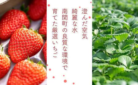 定期便(全3回)【先行予約】農家直送 南関町産いちご(ゆうべに) 計1kg 4パック×3 家庭用 2月・3月・4月の３回発送 Sから3Lまで混在