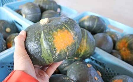 【2026年10月発送】富良野市産 かぼちゃ「ブラックのジョー」 5kg (中山農園) 野菜 南瓜