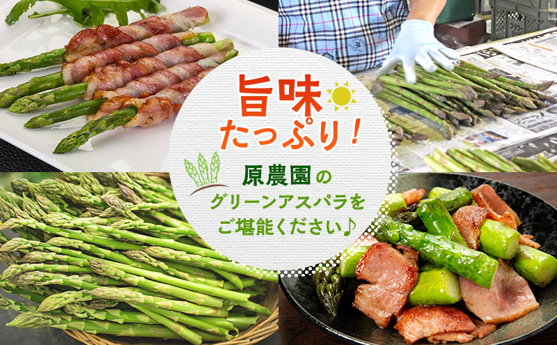 数量限定！【2026年分先行予約】 アスパラガス 専門農家 の 特選 グリーン アスパラ 800g  L サイズ 原農園 アスパラ あすぱら 野菜 北海道 上富良野町