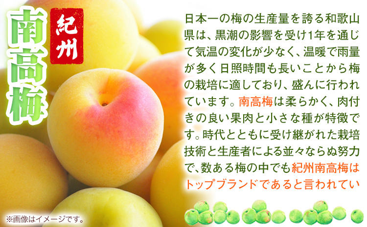 塩零梅 梅干し 紀州南高梅 食塩不使用 有限会社プラム 600g 《30日以内に出荷予定(土日祝除く)》和歌山県 日高町 送料無料 梅 うめ ウメ 南高梅 紀州 