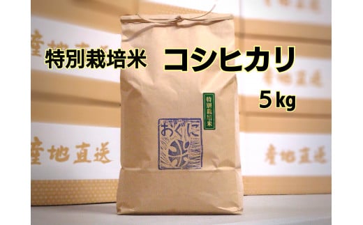 
            【令和6年産】浜田市金城町産 農家直送特別栽培米 コシヒカリ 5kg 米 お米 精米 白米 ごはん おぐに 新米 新生活 応援 準備 5キロ 特別栽培米 農家直送 【1250】
          