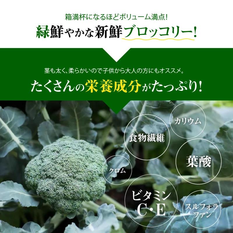 【収穫当日に発送します】豊かな大地“へきなん”から贈る　ブロッコリー約11本【期間限定】　H139-022