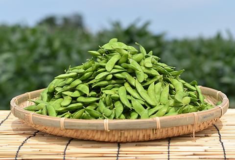 75E-10新潟県長岡産枝豆2.0kg【新潟甘茶豆250g×8袋入り】