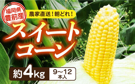 【先行予約受付　2025年6月頃より順次発送】【冷蔵配送】農家直送 朝どれ スイートコーン 約4kg（9～12本入り）《豊前市》【湯越農園】 野菜 コーン [VBC001] とうもろこし