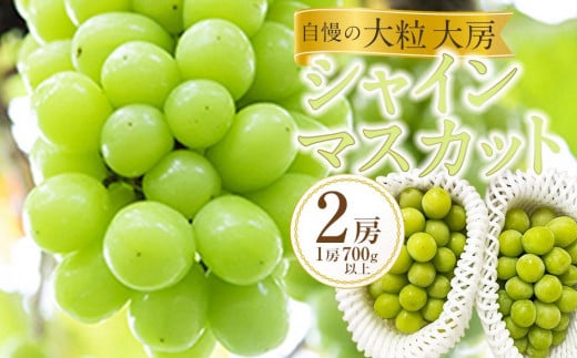 ぶどう 2025年  黒川農園 自慢 ! の 大粒 大房 シャイン マスカット 2房 （1房 700g以上） ブドウ 葡萄  岡山県産 国産 フルーツ 果物 ギフト 岡山県産