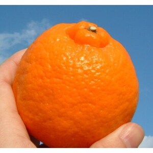 ポンカン[約5kg]和歌山県有田産春みかん (果実サイズおまかせ)【1223183】