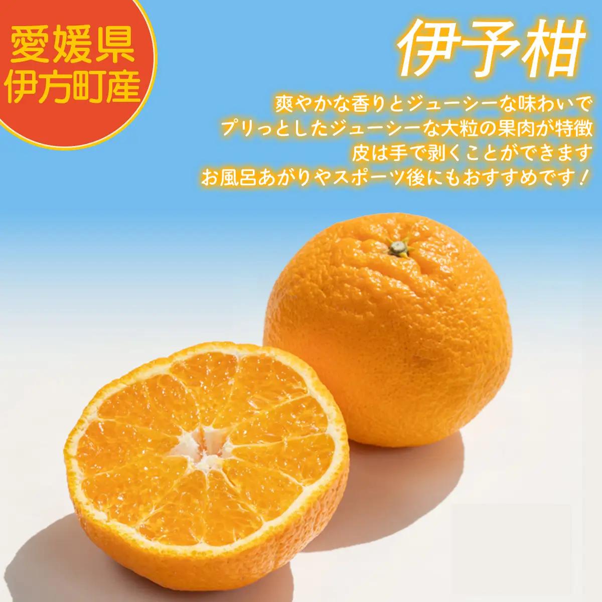 【先行予約】【家庭用】伊予柑 3kg ※北海道・沖縄・離島への配送不可 （2027年1月16日より順次発送予定） 【 柑橘 みかん ミカン 伊予甘 フルーツ 果物 】 IKTAT004 