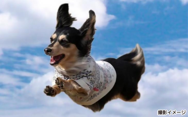 Bコース　飛行犬撮影カレンダーセット