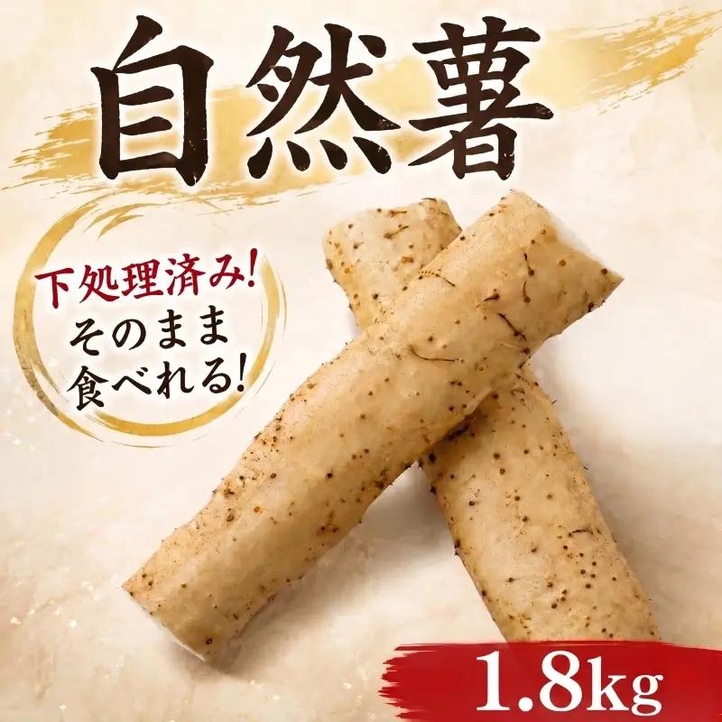 【7日以内発送】 自然薯 1800g とろろ じねんじょ 【自然薯】 尾白弁当