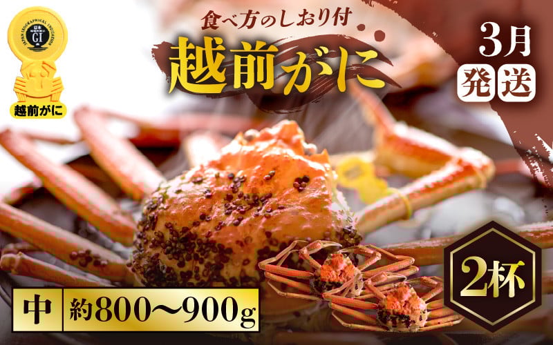 
                  越前がに本場の越前町からお届け！ ≪浜茹で≫越前がに 中サイズ × 2杯（生で1杯約800g～900g）食べ応え十分 食べ方しおり付き【かに カニ 蟹】【福井県 越前町 雄 ズワイガニ ボイル 冷蔵 越前ガニ 越前かに 越前カニ ずわいがに ずわい蟹 かに カニ 蟹】【3月発送分】希望日指定可 備考欄に希望日をご記入ください [e57-x004_03]
                