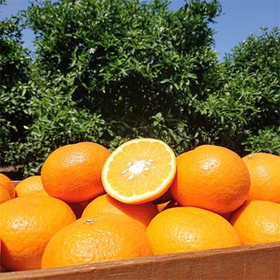 ふるさと納税 観音寺市 【発送月固定定期便】フジカワ産地直送便・季節の彩どり柑橘セット全5回 |  | 03