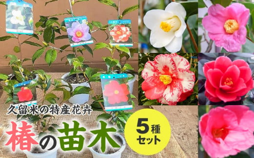 久留米の特産花卉　椿の苗木5種5本セット　（椿2年生苗/高さ30cm前後）