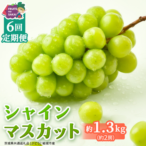 【定期便】6か月連続でお届け！ シャインマスカット 約1.3kg（約2房）【2026年8月から発送開始】（茨城県共通返礼品 [ぶどう]：結城市産） ぶどう ブドウ 葡萄 シャインマスカット 種なし 皮ごと 甘い 高級 ふるさと納税 定期便 6か月 [FC55-NT]
