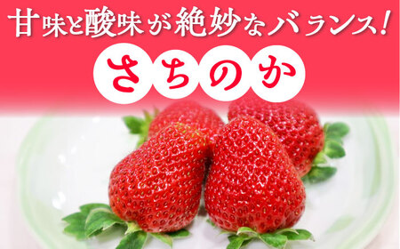 【2025年発送分 先行予約】【ビタミンC豊富な濃厚いちご】さちのか 1kg（250g×4パック） / 苺 イチゴ いちご フルーツ 果物 / 佐賀県 / さかもとさんの畑[41ABAA006]