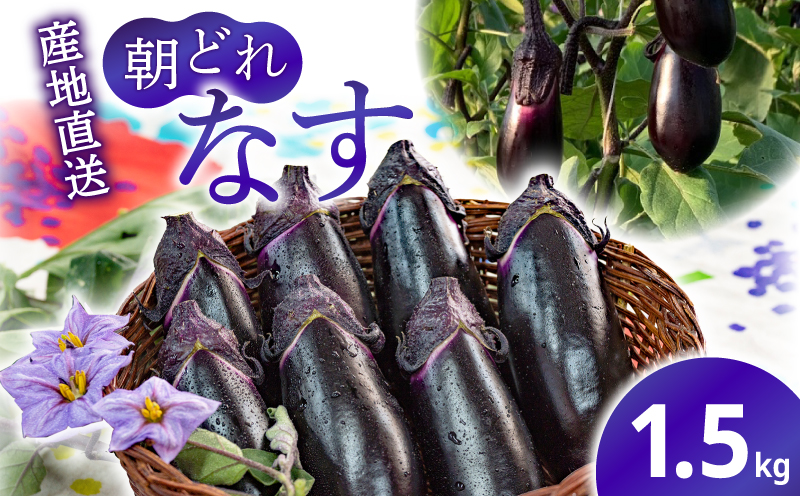 農家直送!高知県安芸市産　朝採れナス　1.5kg